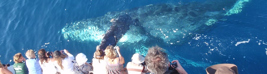 Ballenas jorobadas en el litoral brasileño: la temporada que convierte el invierno en destino