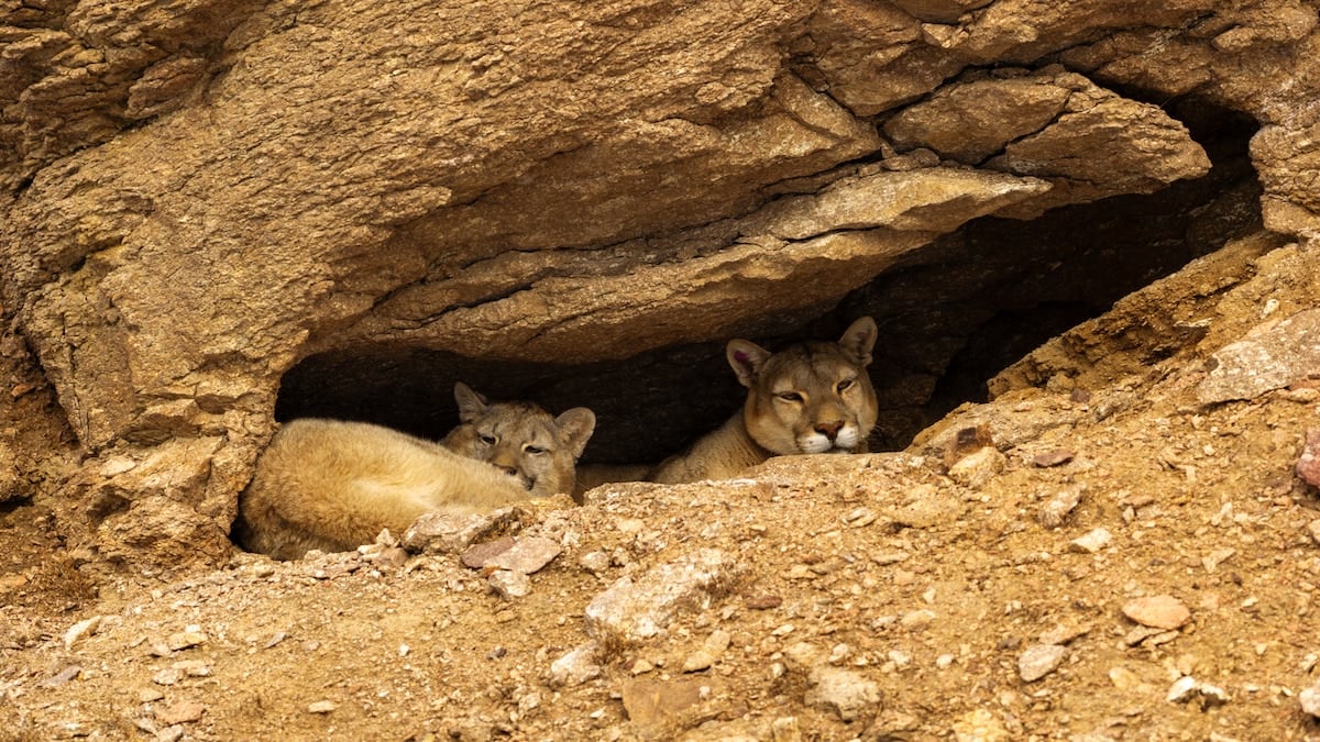 A la huella del puma en la estepa blanca: tres días de rastreo desde Perito Moreno