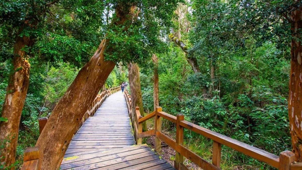 El Bosque de Arrayanes: la península color canela que redefine el paisaje andino-patagónico
