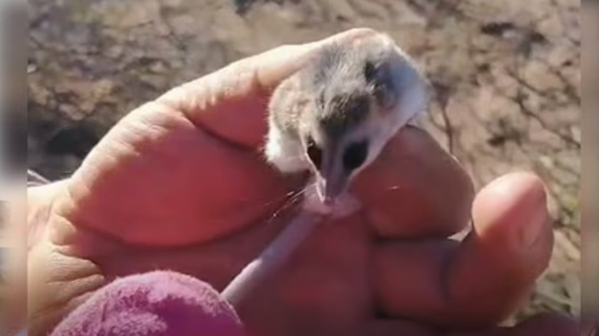 Una comadreja enana entre la leña: lo que Cutral Co nos enseña sobre la fauna que se cruza en casa