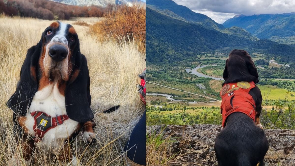 Humboldt, el basset hound que se sienta en el bosque y le cambia el día a los científicos