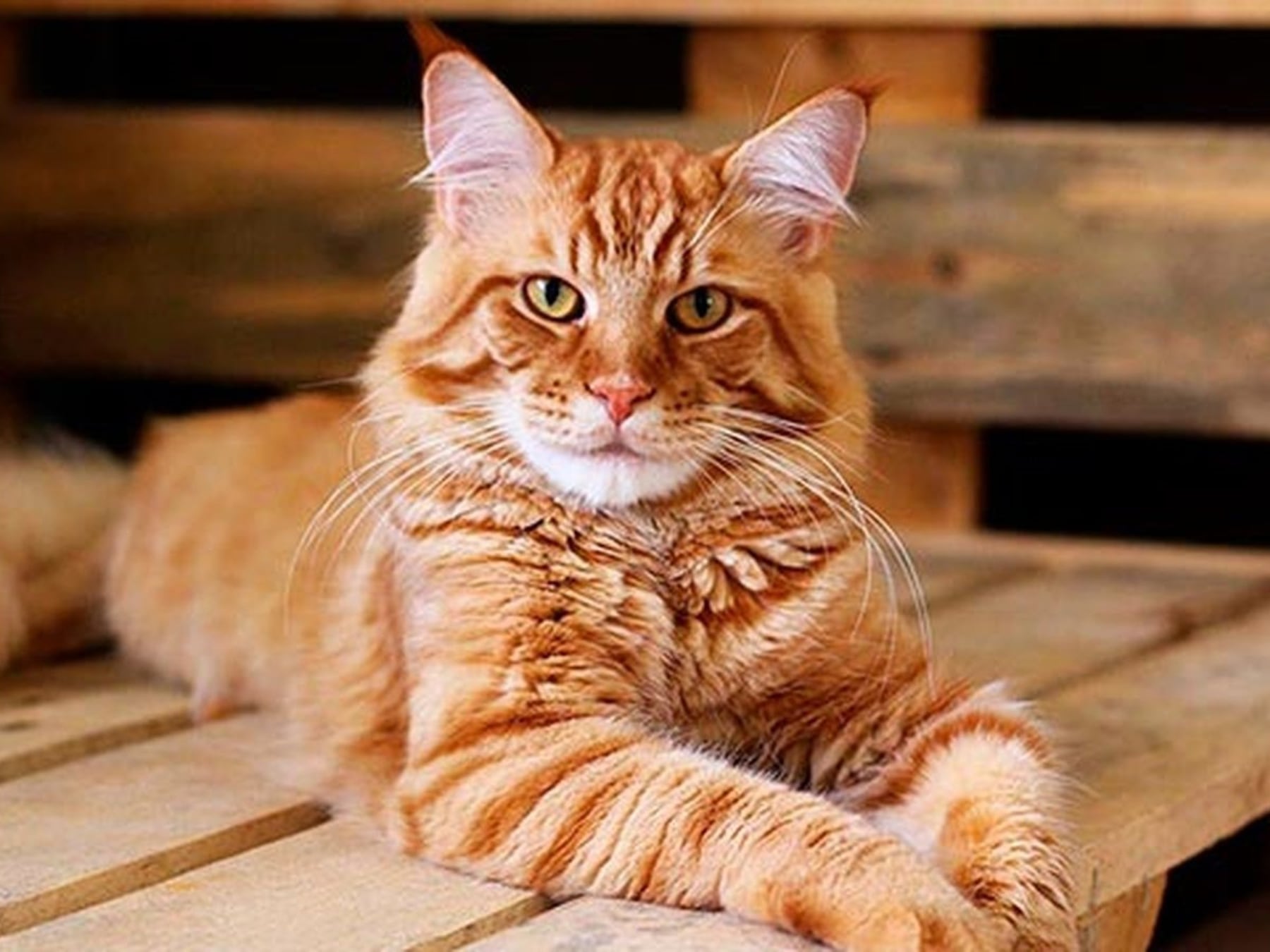 Los gatos se quedaron con el sillón: por qué cada vez más argentinos los eligen como compañía