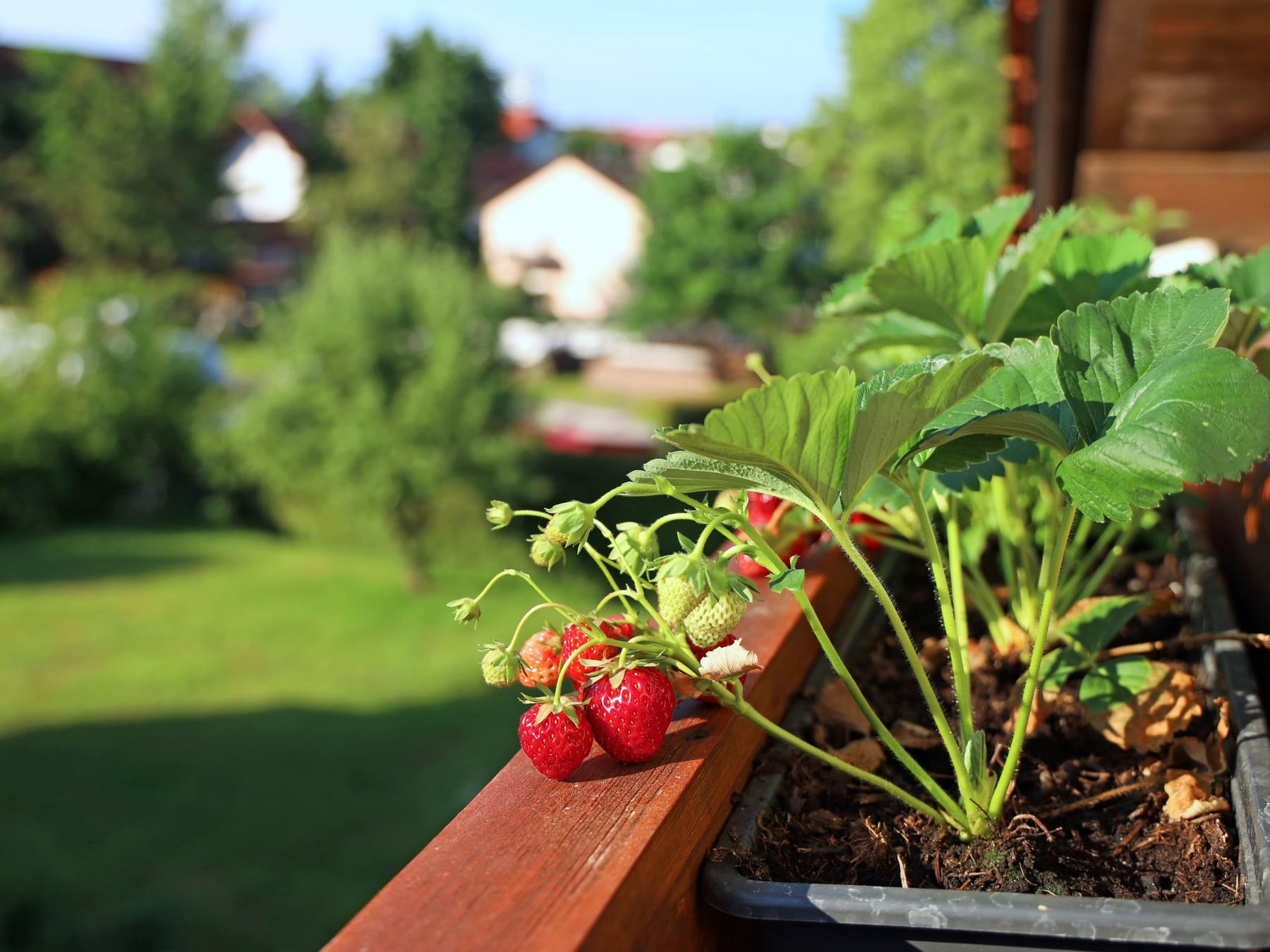 La huerta de primavera se integra al jardín y permite mezclar aromáticas, flores y verduras en un mismo cantero