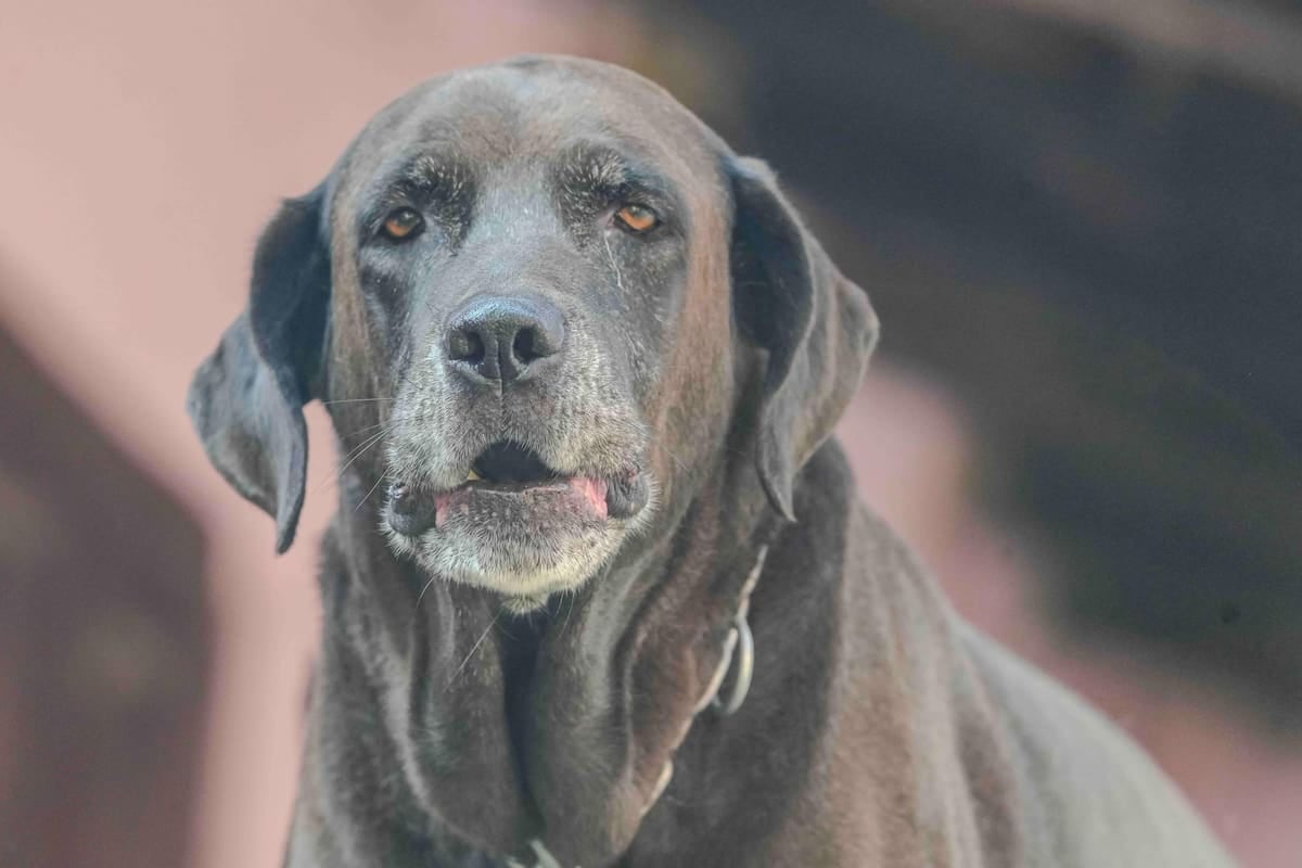 El Chaltén: cuánto sale registrar una mascota y qué diferencia hay con la patente anual