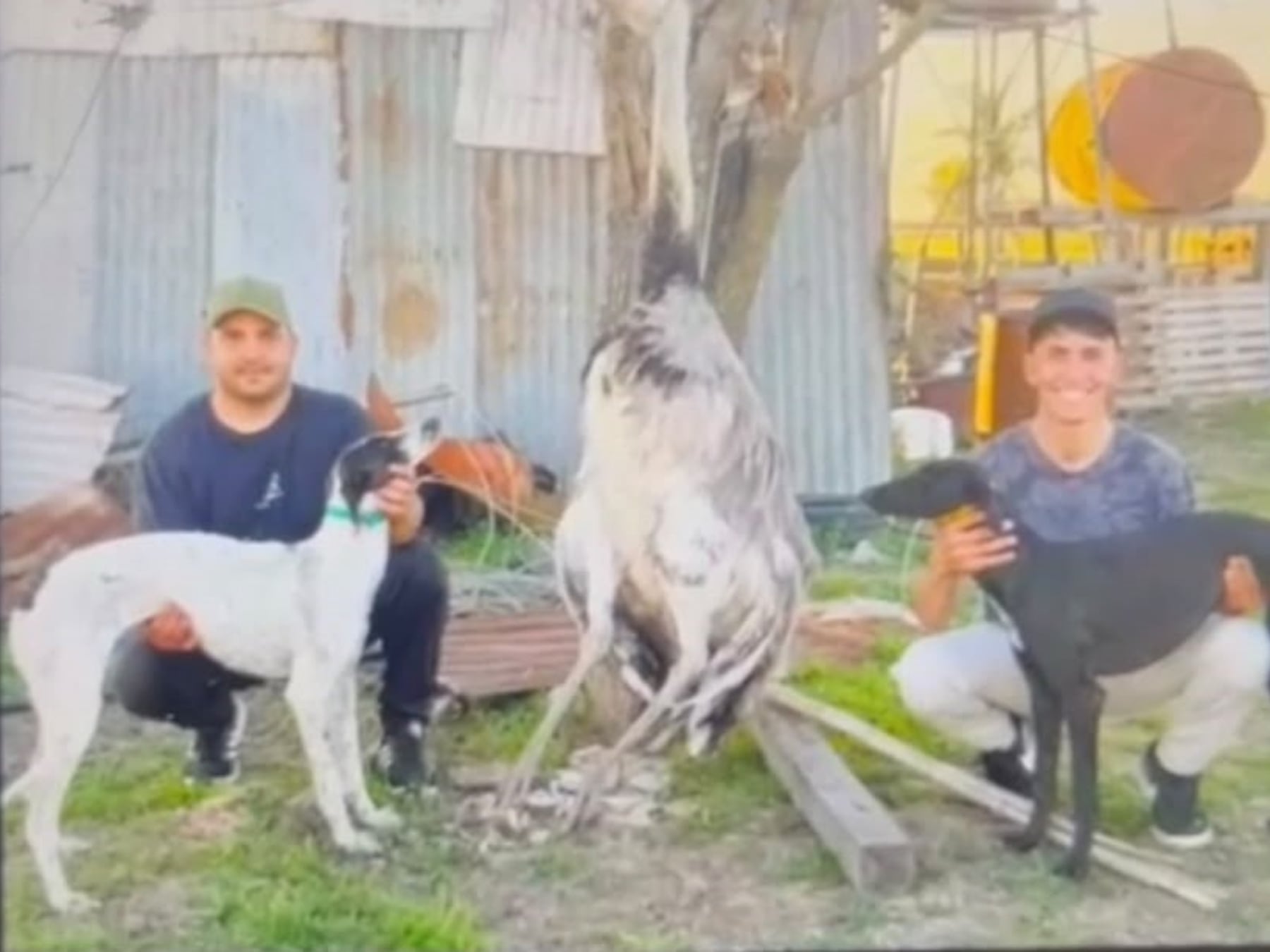 Pergamino: dos hombres quedaron imputados por matar a un ñandú criado en un campo y la calificación del delito se discute en la Cámara de Apelaciones