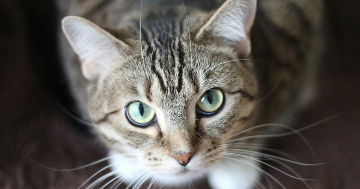 Un parásito silencioso: el hallazgo en Norteamérica que vuelve a poner la lupa sobre los gatos que conviven con nosotros