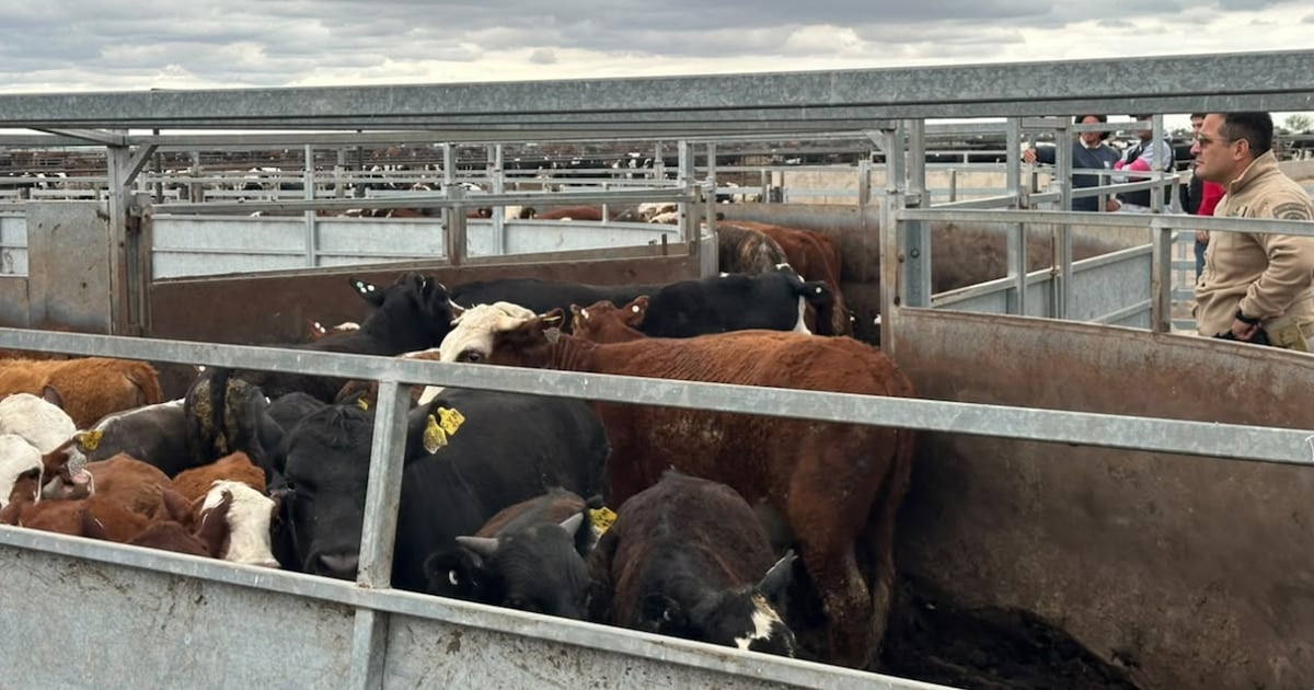 Recuperan 135 cabezas de ganado compradas con cheques sin fondo en un campo de Sinsacate
