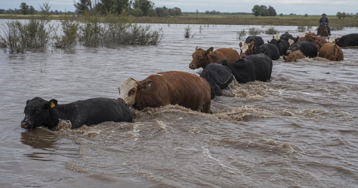 La crecida del Paraná y el ajuste global aprietan el mercado de hacienda en Cañuelas