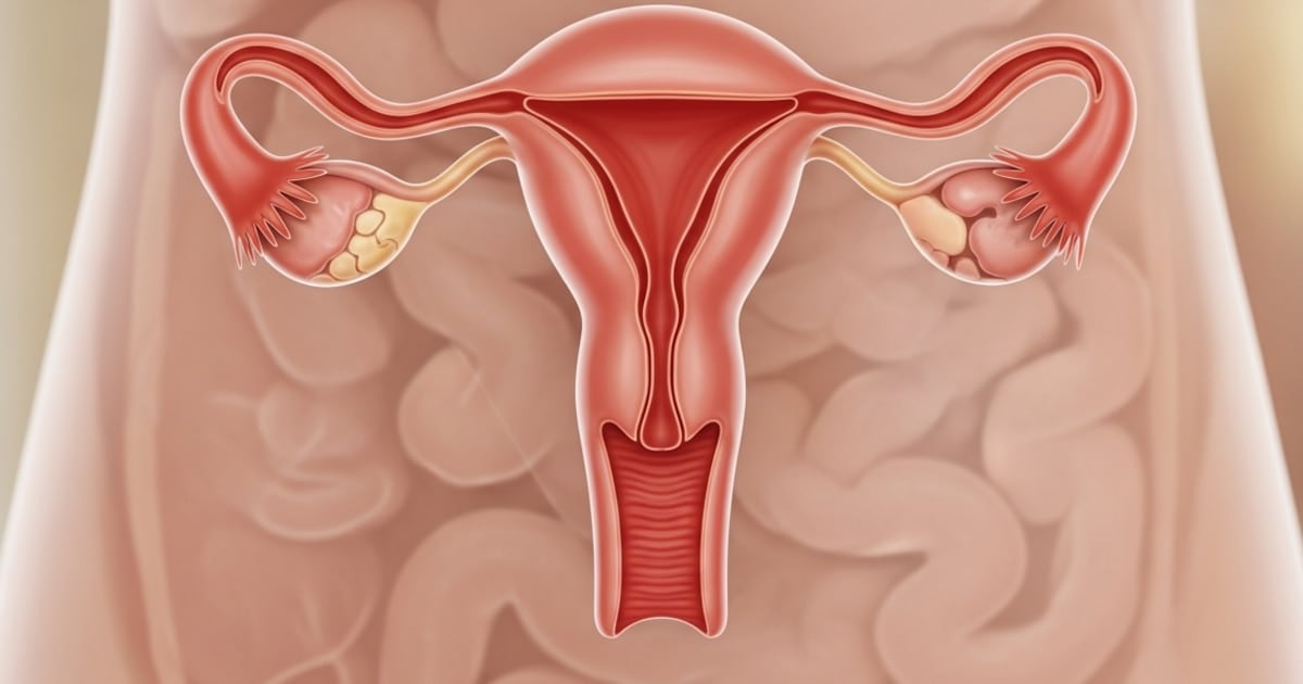 El ovario no se apaga: un estudio revela que sigue trabajando décadas después de la menopausia