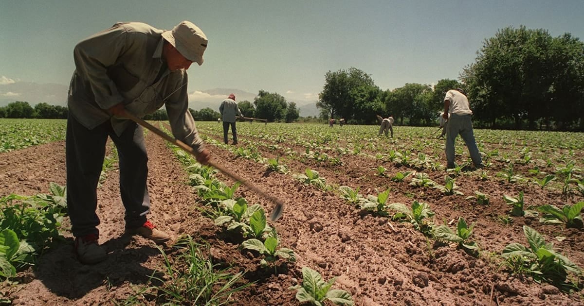El agro vuelve a blindar el piso de asignaciones familiares para sus trabajadores temporarios y de cosecha