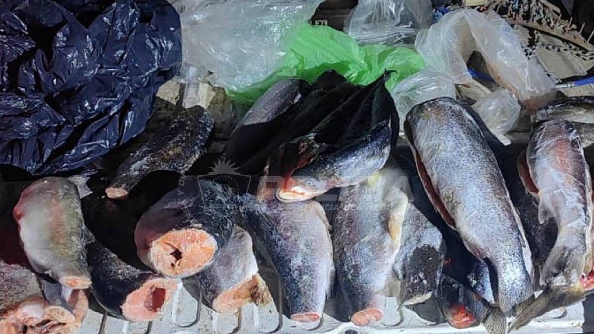 Antes del 1 de noviembre: la pesca que se puede hacer en dos embalses neuquinos y los controles que ya están en la ruta