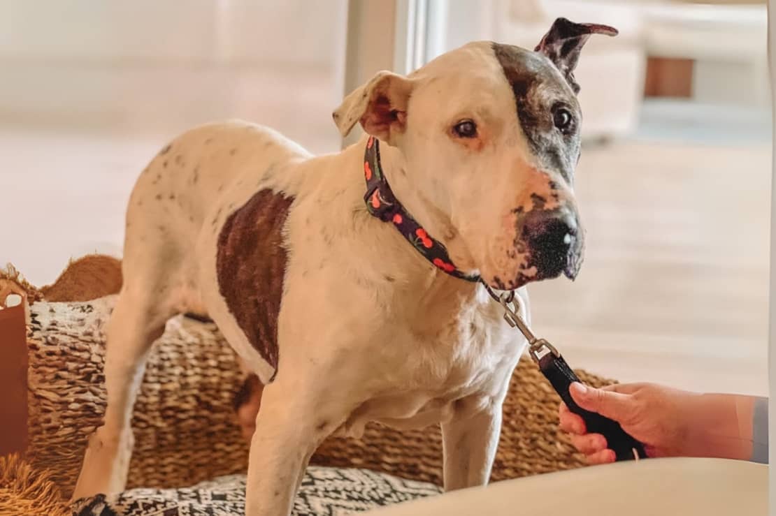 Thor, el perro que pasó 10 años en un refugio y hoy vive en un hotel de lujo