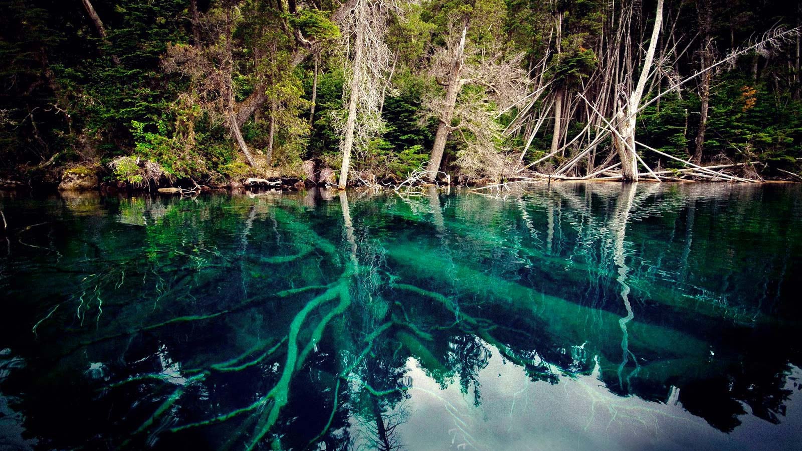 Paraíso bajo el Lago Traful: cómo es bucear por el bosque sumergido