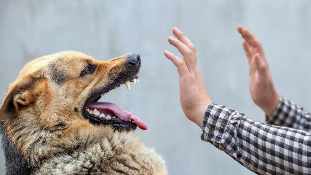 Psicología: razones por las que algunas personas no conectan con los perros