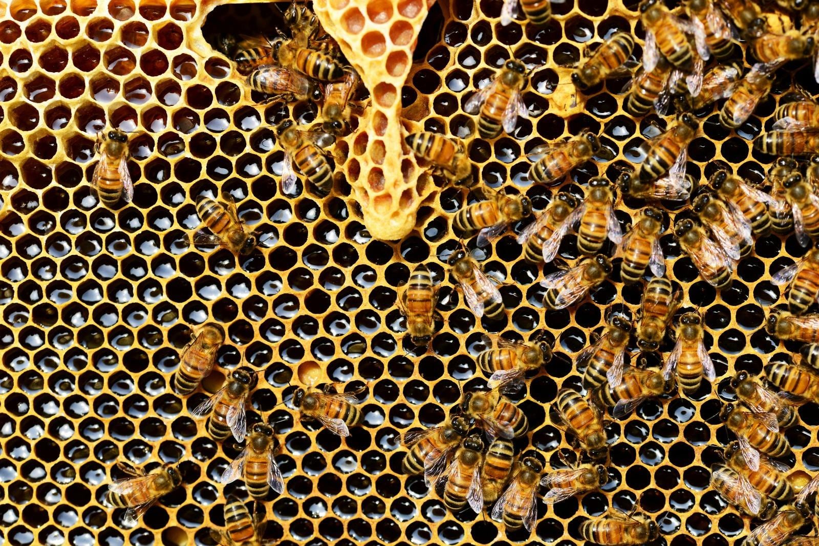 Neuquén participa de un estudio de mejoramiento genético de abejas