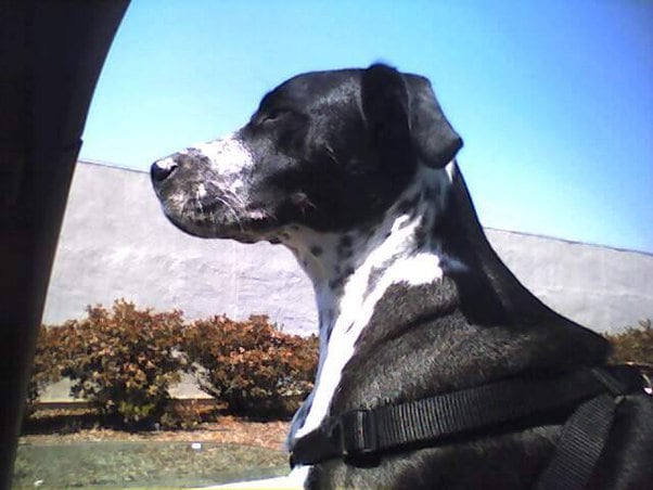 Un dogo atacó a una vecina y su familia no puede salir sin miedo al animal