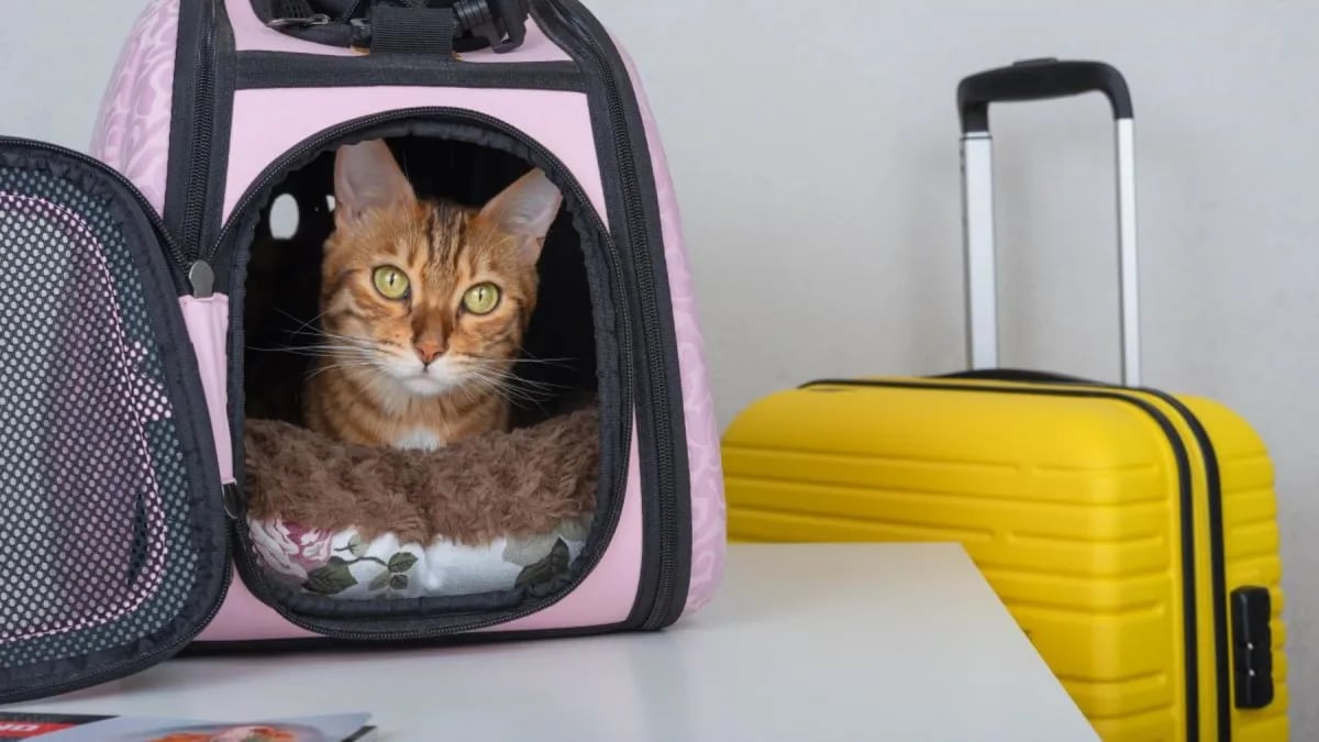 Cómo viajar con tu perro o gato en micros de larga distancia: requisitos de las empresas