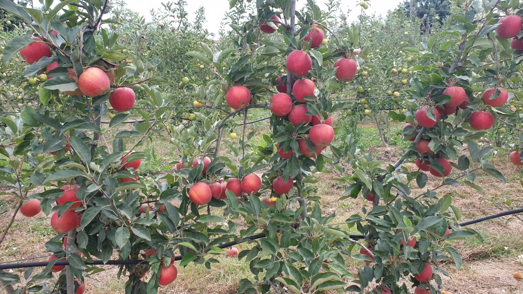 El costo de producción de peras y manzanas se fija en 0,35 dólares por kilo