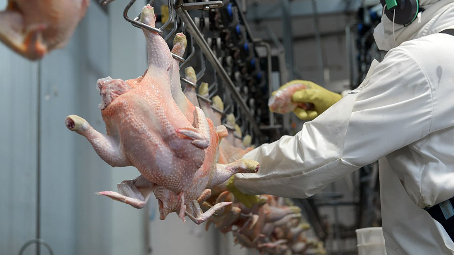 Argentina logra acceso al mercado de Corea para la carne aviar