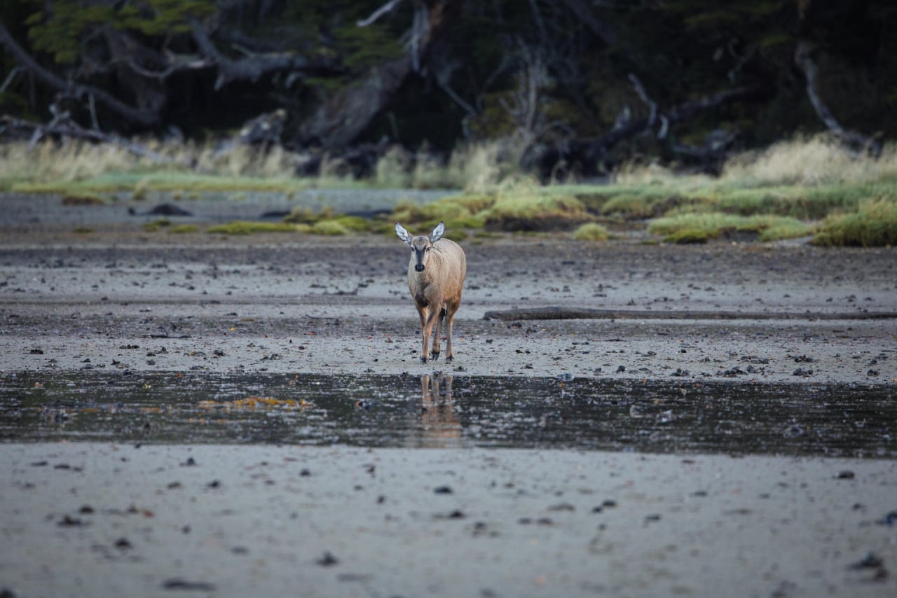 Regreso histórico: el huemul vuelve al Parque Nacional Lanín después de cuatro décadas