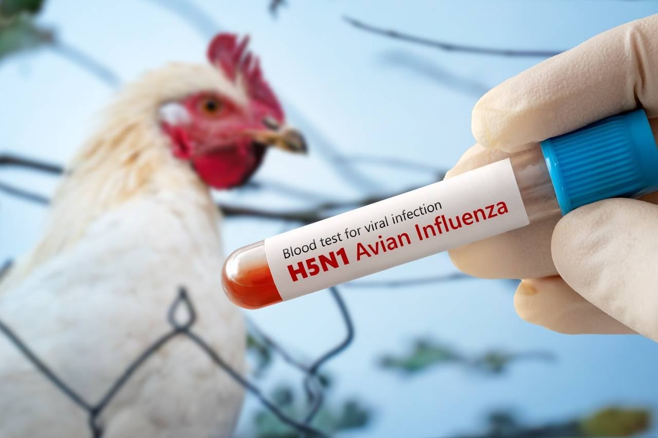 La gripe aviar podría propagarse por el aire, según una nueva investigación