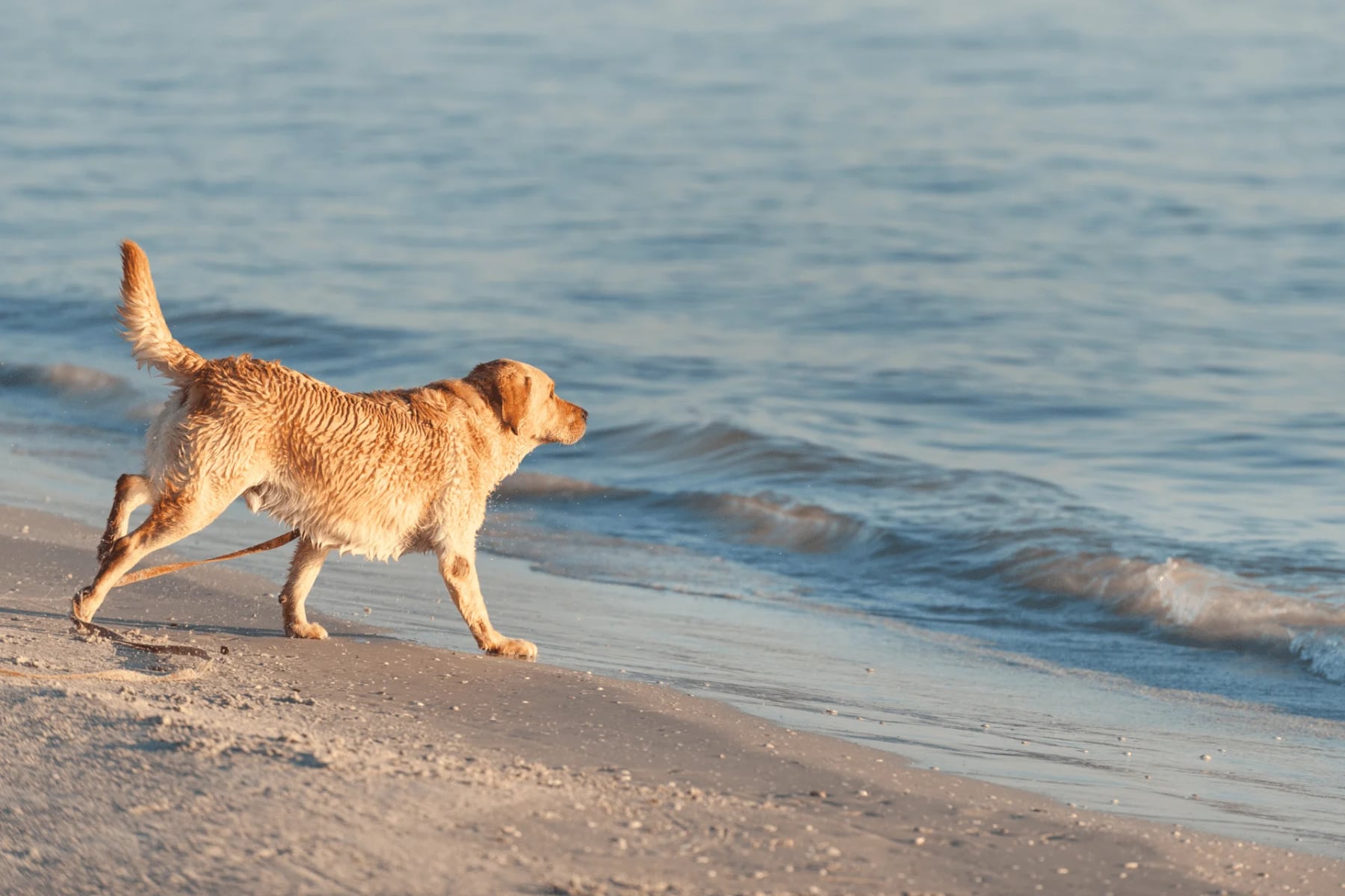 Las Grutas tiene playa pet friendly y cobrará multas de $500.000 a los que no respeten las normas