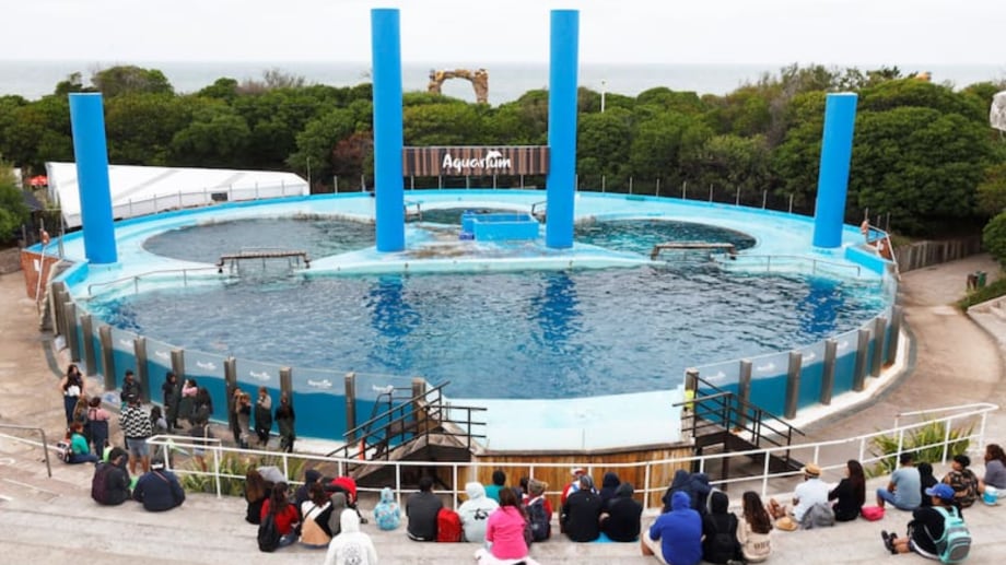 Cierre definitivo del Aquarium de Mar del Plata: ¿Qué pasará con los animales?