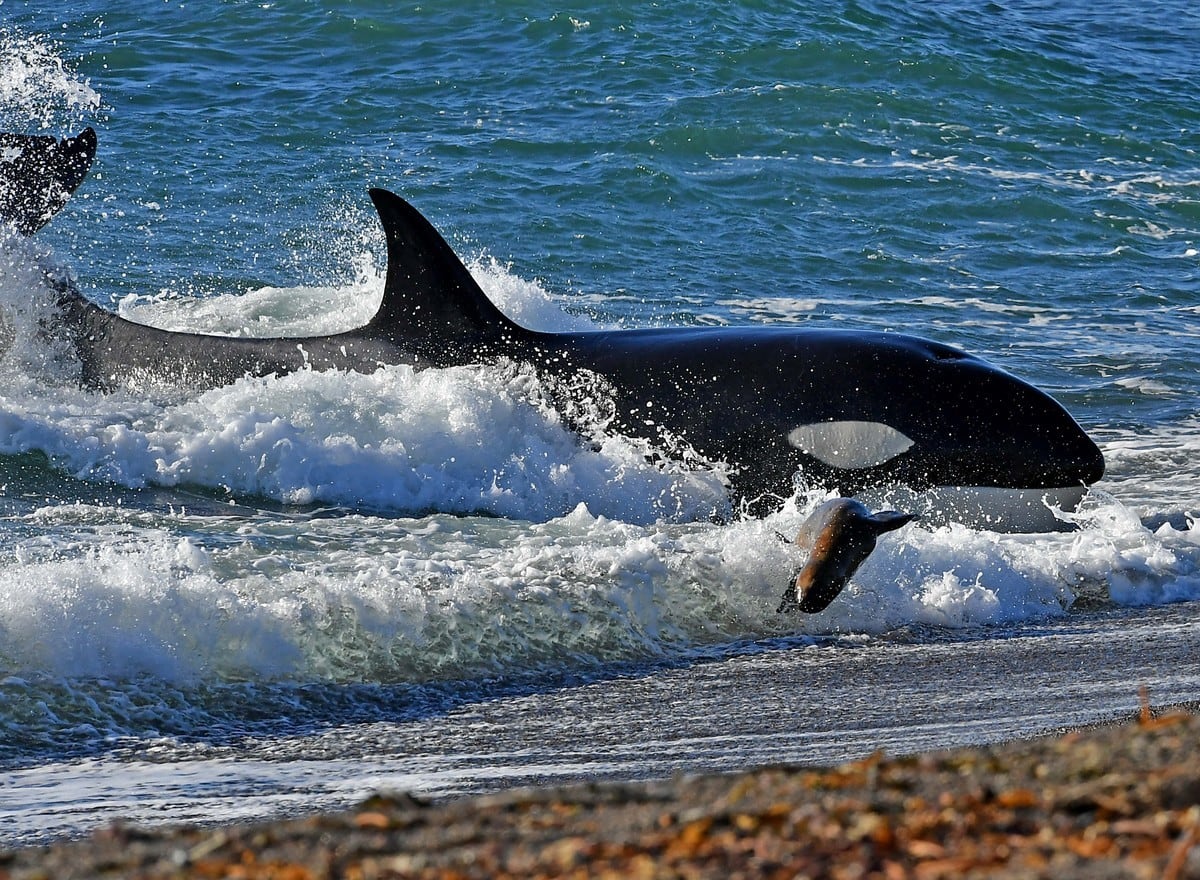 Impresionante Encallamiento de la Orca Jazmín Captado en Video