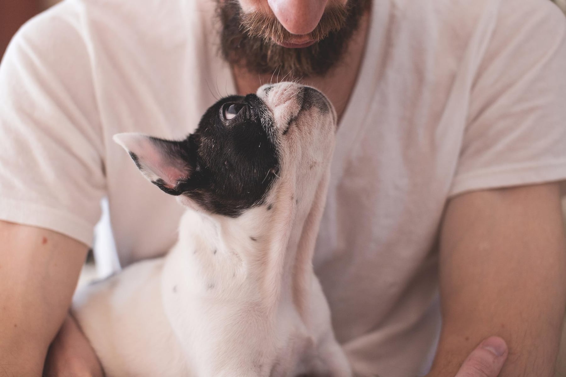 Estudio afirma que el valor emocional de una mascota es similar al de una pareja