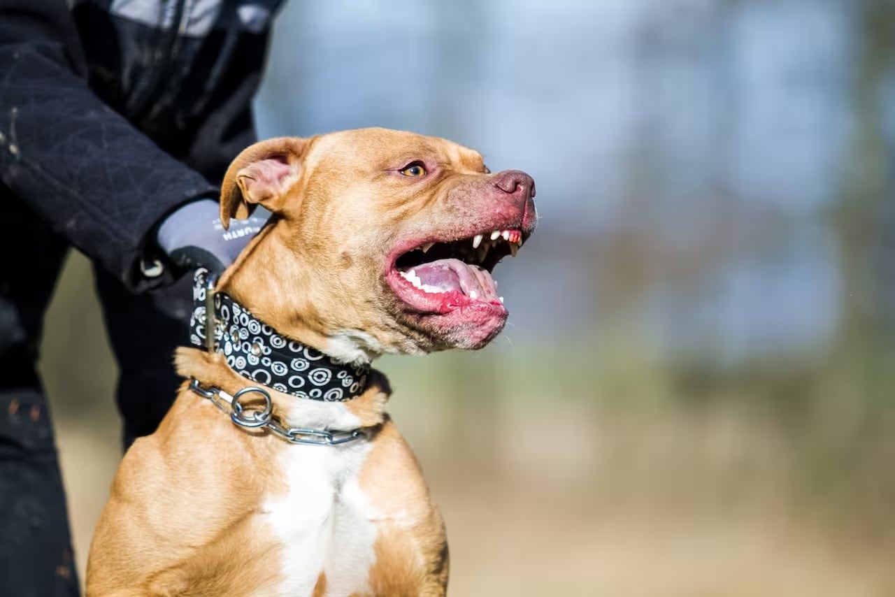 Ataque de un pitbull a una nena de 5 años en Santa Fe