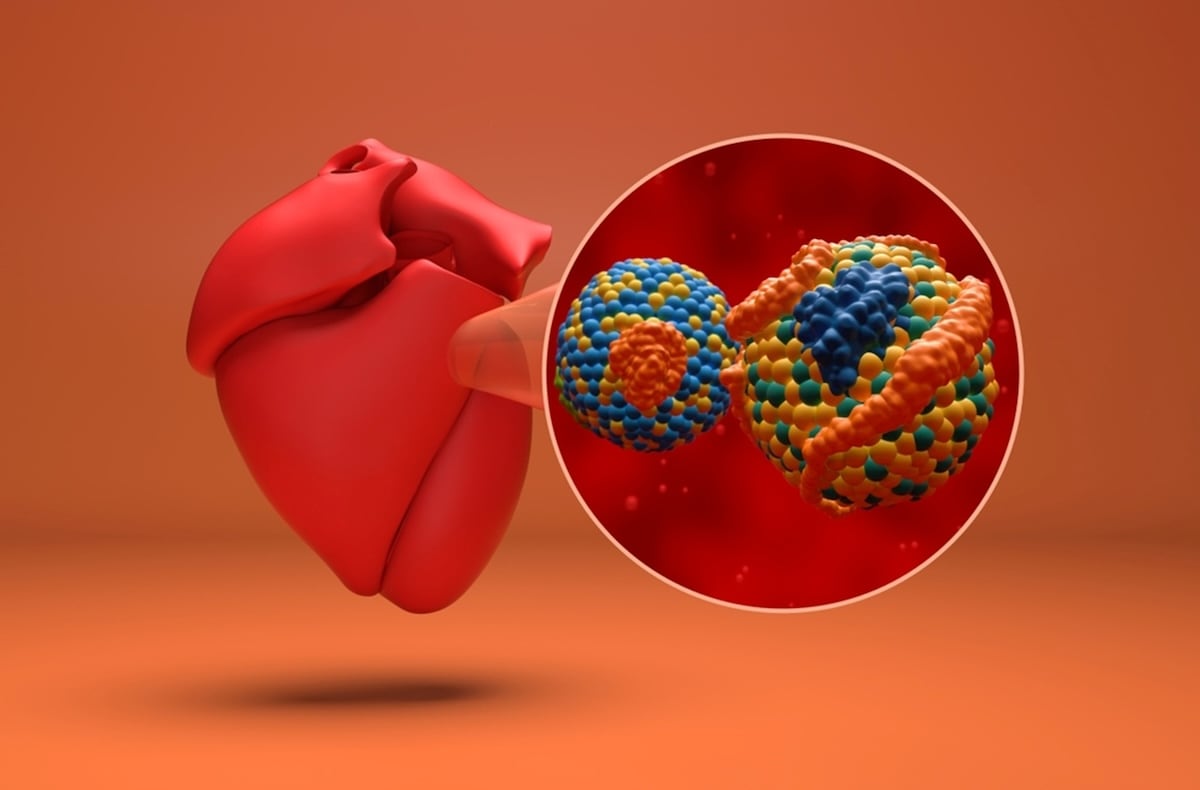 Lipoproteína A: qué es y cómo se relaciona con el riesgo cardiovascular