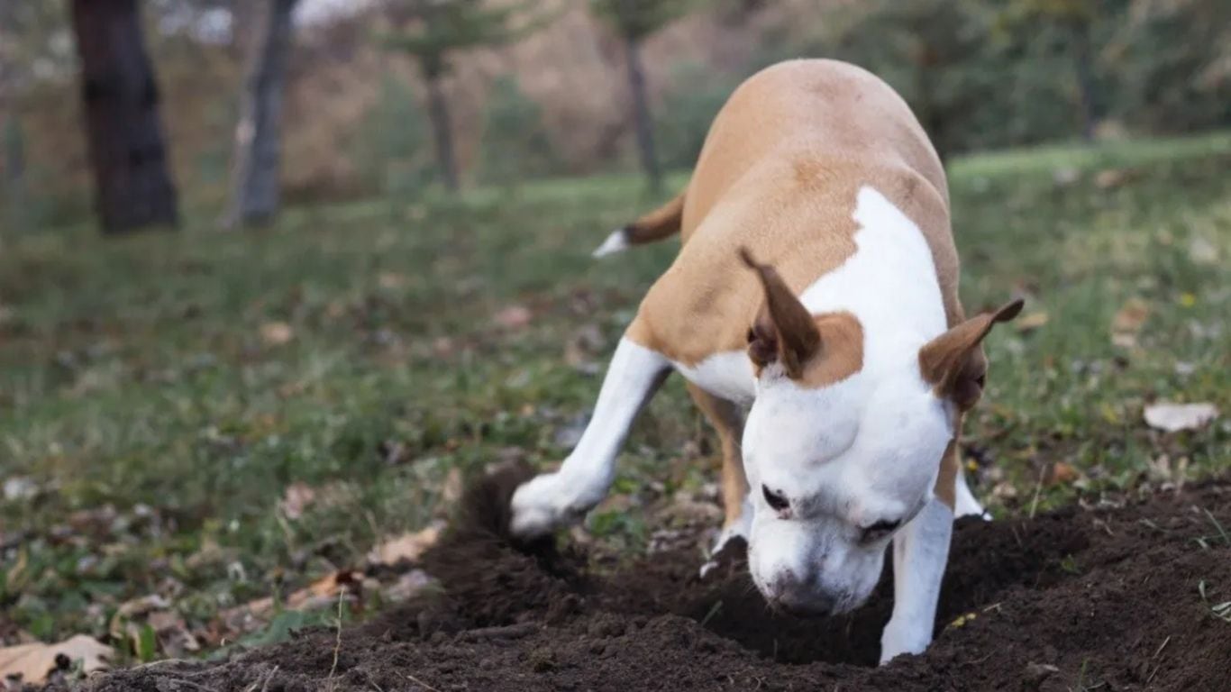 Enterrar juguetes y huesos: una conducta habitual en los perros con raíz ancestral