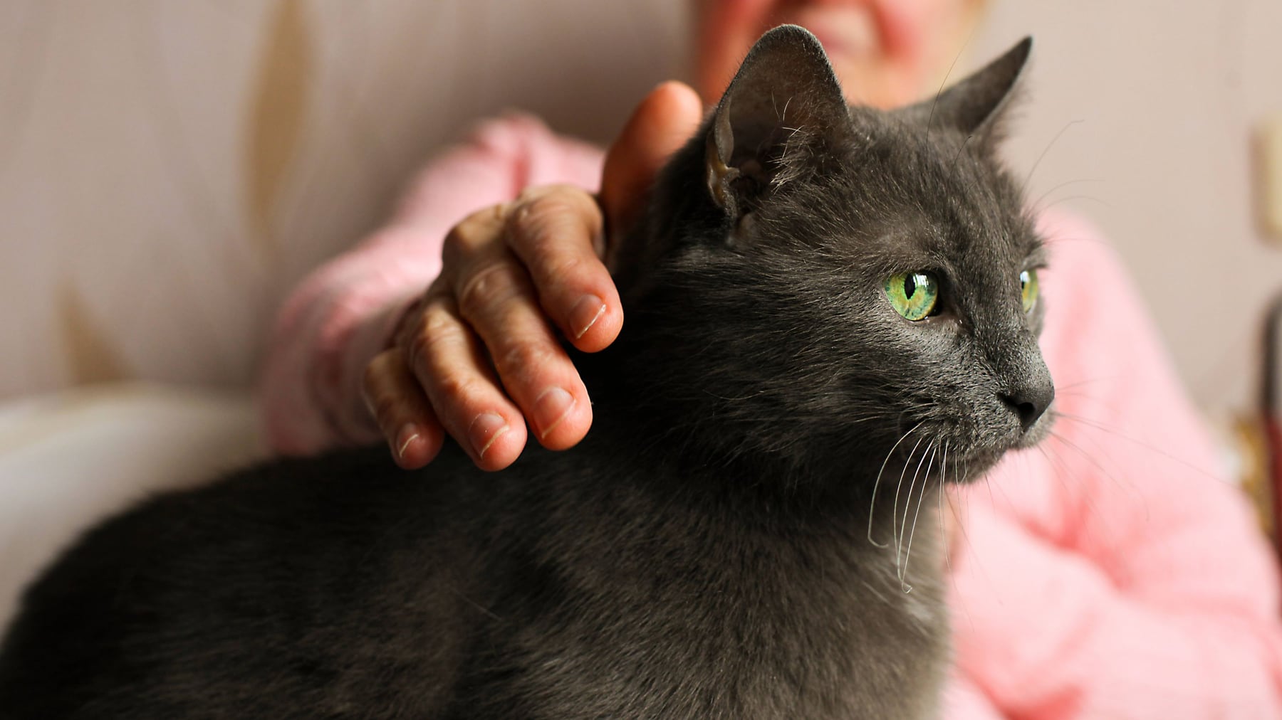 ¿Desde cuándo envejecen los gatos y cómo notarlo?